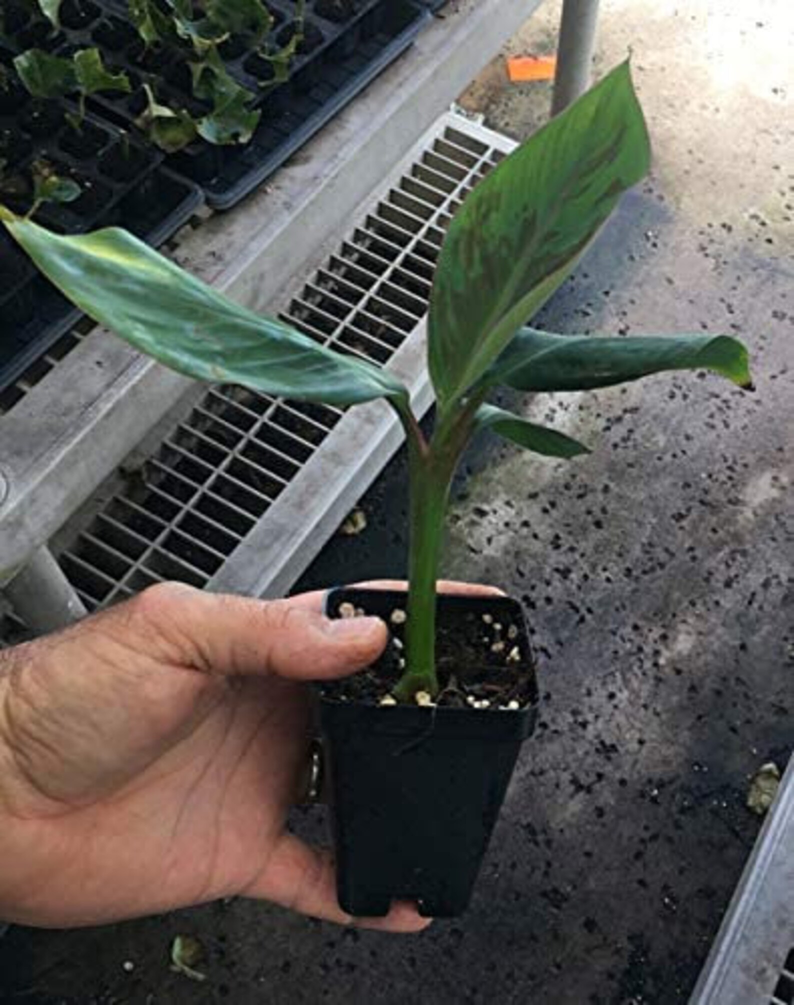 Manzano Apple Banana Tree Live Banana Plant Edible Live Etsy