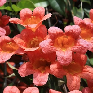 Puede incluir: Primer plano de vibrantes flores de trompeta naranja. Las flores tienen forma de trompeta con un centro naranja brillante y un exterior rosa-naranja suave. Se ven hojas verdes en el fondo.