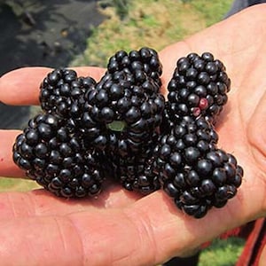 Big Daddy Blackberry Plant: Thornless Berry Bush Starter (4-6 inch)