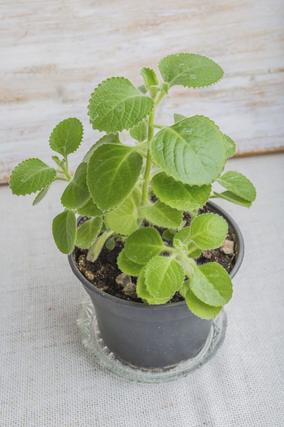 Mexican Oregano Plant Cuban Mint 4-6 Inch Live Plant - Etsy Norway