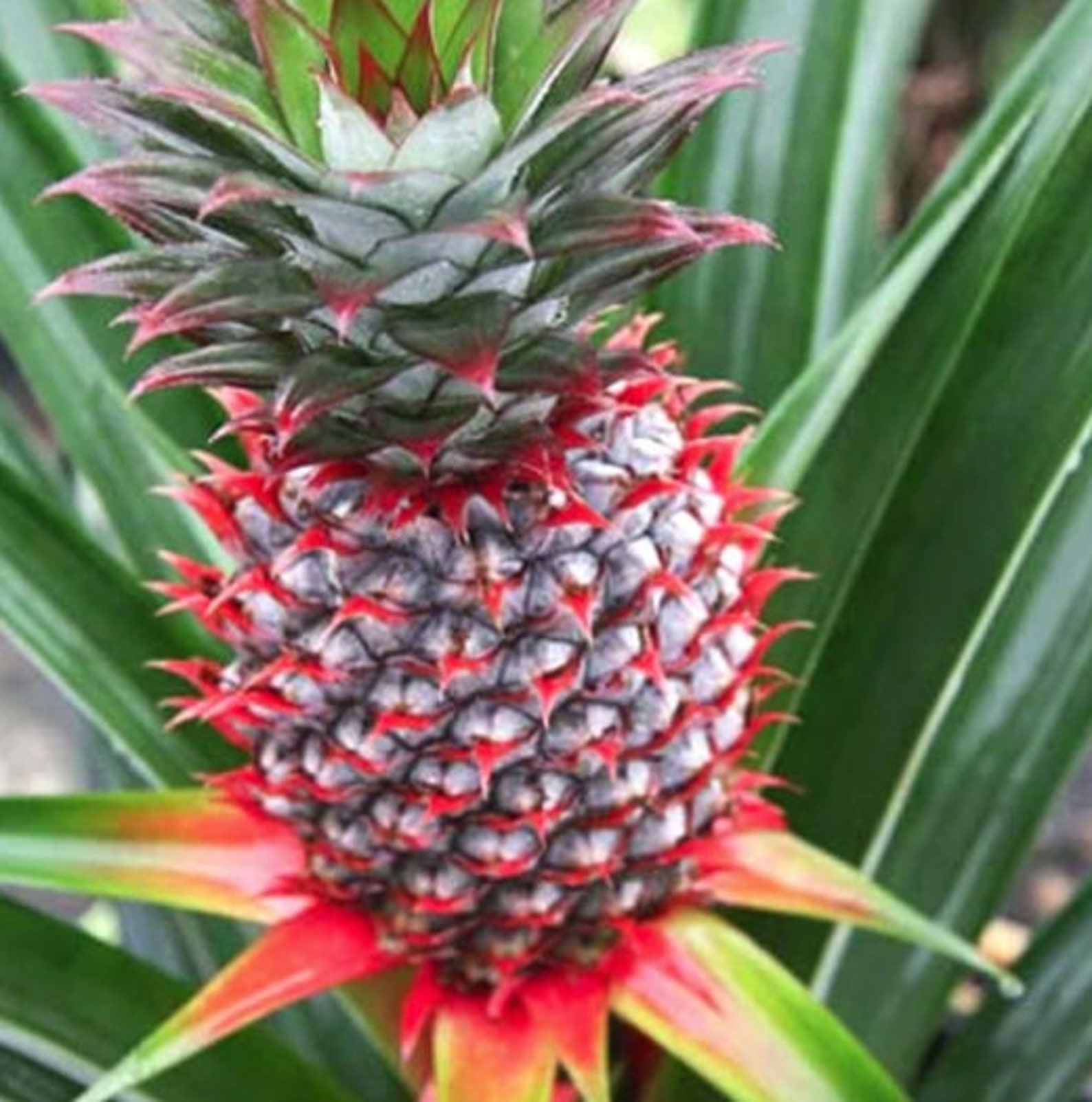 Pineapple Plant Florida Special Pineapple Plant Fruit Etsy