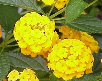 Lantana Plants - Yellow Lantana Lola Pack of 2 Live Plants - 4-6 Inches Tall - Attracts Butterflies, Perfect for Containers & Garden Bed