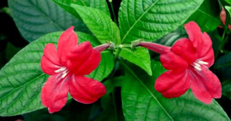 Brazilian Red Ruellia Live Plants | Pack of 2 (TWO) | 5-9