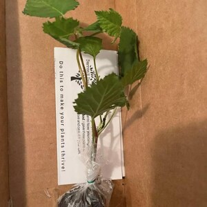 May include: A young plant with green leaves and a thin stem, packaged in a cardboard box. The plant is wrapped in clear plastic. A white card with text is visible. The text on the card says "Do this to make your plants thrive!"
