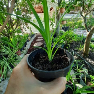 K&ouml;nnte beinhalten: Eine kleine Topfpflanze mit langen, gr&uuml;nen Bl&auml;ttern wird in einem schwarzen Plastiktopf gehalten. Die Pflanze ist von anderen Topfpflanzen in einer Gartenumgebung umgeben. Ein wei&szlig;er Pavillon ist im Hintergrund zu sehen.