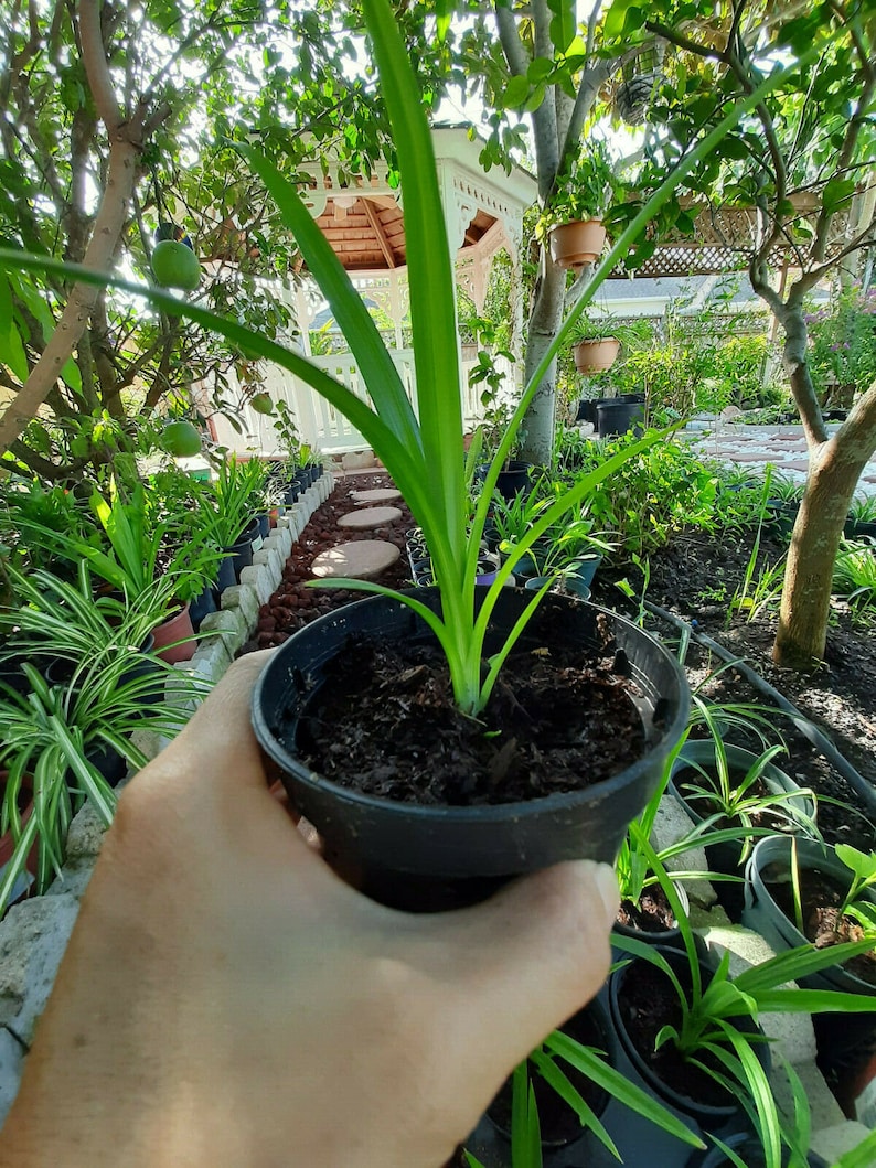 K&ouml;nnte beinhalten: Eine kleine Topfpflanze mit langen, gr&uuml;nen Bl&auml;ttern wird in einem schwarzen Plastiktopf gehalten. Die Pflanze ist von anderen Topfpflanzen in einer Gartenumgebung umgeben. Ein wei&szlig;er Pavillon ist im Hintergrund zu sehen.