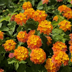 May include: Close-up of vibrant orange and yellow lantana flowers in full bloom. The clusters of small flowers are surrounded by green leaves, creating a colorful and natural scene. The flowers have a layered appearance, with a mix of orange and yellow hues.