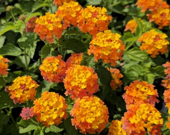 Lantana Miss Huff Live Plants (5-9") - Pack of 2 (TWO) - Hardy Lantana Camara - Cold Hardy