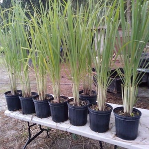 May include: Several potted lemongrass plants with long, green blades and light-colored stalks are arranged on a white table. The plants are in black plastic pots, and the table has black metal legs. The background is a natural outdoor setting.