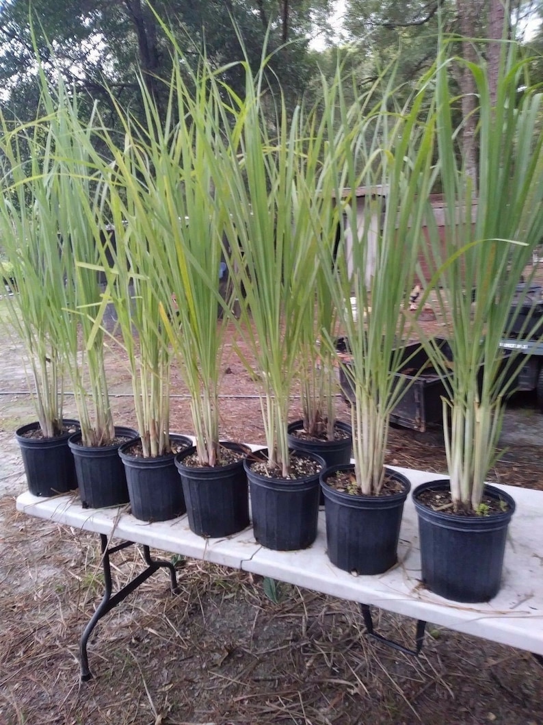 May include: Several potted lemongrass plants with long, green blades and light-colored stalks are arranged on a white table. The plants are in black plastic pots, and the table has black metal legs. The background is a natural outdoor setting.