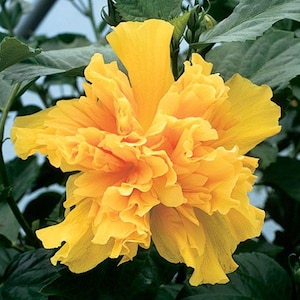 May include: A close-up of a vibrant yellow hibiscus flower in full bloom. The flower has multiple layers of ruffled petals, with a bright orange center. Dark green leaves surround the flower, creating a striking contrast.