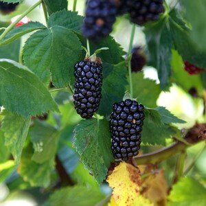 May include: Close-up of ripe blackberries growing on a vine with green leaves. The berries are clustered together and have a dark, glossy appearance.