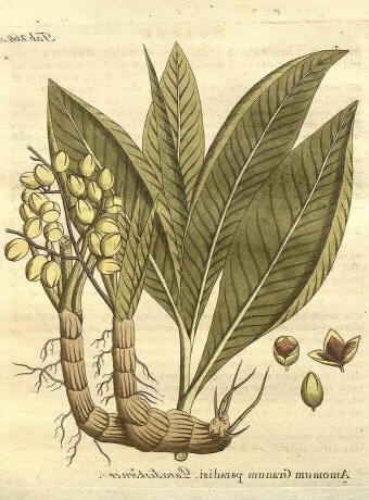 Alligator Pepper Tree
