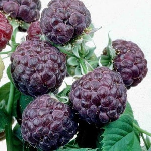 Glencoe Thornless Raspberry Plant - Purple Raspberry Glencoe - Glen Coe Raspberry Bush - Glencoe Raspberry Plant Live - Rubus idaeus