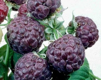 May include: Close-up of a cluster of ripe black raspberries. The berries are dark purple and have a slightly fuzzy texture. The raspberries are growing on a green stem with leaves.