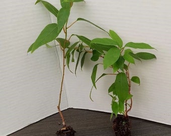 Prolific Kiwi Tree - Hardy Kiwi Prolific Plant - 4-6 Inches Starter - Live Plant for Planting - Self-Fertile Fruit Tree - Hardy Kiwi Plant