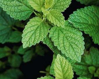 Live Lemon Balm Plants (Pack of 3) 5-8 Inches Tall – Versatile Herb for Tea, Cooking and Aromatherapy – Thrives in Gardens and Containers