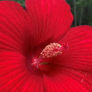 May include: Close-up of a vibrant red flower with prominent petals and a detailed center. The flower's petals display a textured surface, and the background is blurred, suggesting a natural outdoor setting.
