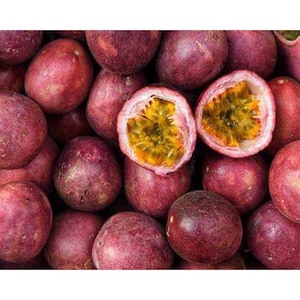 Cold Hardy Panama Red Passion Fruit Vine - Live Starter Plant - 4-6 Inches