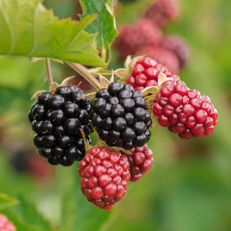 May include: Close-up of a cluster of ripe blackberries and raspberries on a green leafy branch. The blackberries are a deep, glossy black, while the raspberries are a vibrant red. The background is a soft, blurred green.