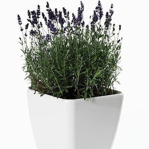 May include: A white ceramic pot with a square base and a rounded top, filled with a lavender plant with purple flowers.