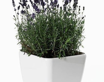 May include: A white ceramic pot with a square base and a rounded top, filled with a lavender plant with purple flowers.