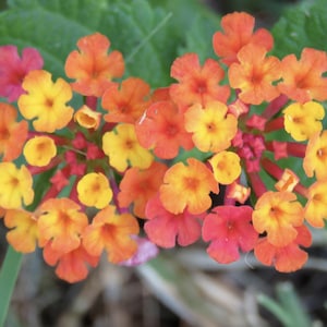 Lantana Irene Live Plants (Pack of 3): Purple & Gold Blooms