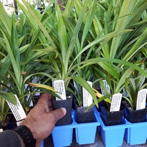 K&ouml;nnte beinhalten: Eine Sammlung von Pandanus-Str&auml;uchern in kleinen schwarzen T&ouml;pfen mit langen, gr&uuml;nen Bl&auml;ttern. Die Pflanzen sind in blauen Trays angeordnet. Eine Hand h&auml;lt eine der Pflanzen, mit einer Uhr am Handgelenk. Jede Pflanze hat ein wei&szlig;es Etikett.