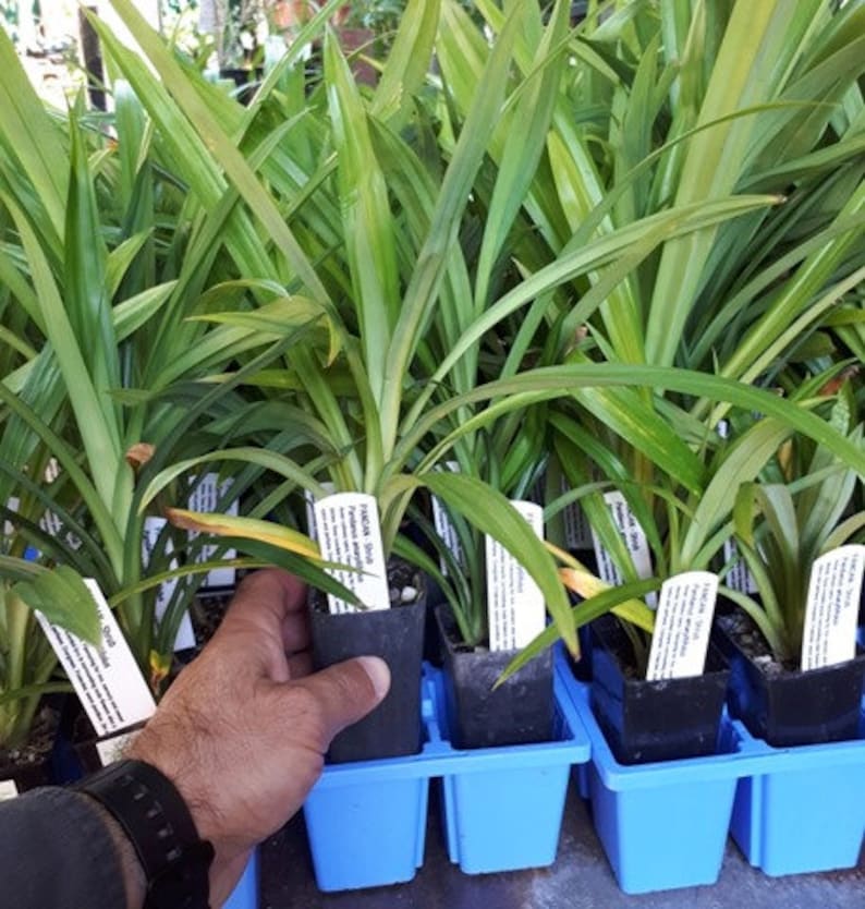 K&ouml;nnte beinhalten: Eine Sammlung von Pandanus-Str&auml;uchern in kleinen schwarzen T&ouml;pfen mit langen, gr&uuml;nen Bl&auml;ttern. Die Pflanzen sind in blauen Trays angeordnet. Eine Hand h&auml;lt eine der Pflanzen, mit einer Uhr am Handgelenk. Jede Pflanze hat ein wei&szlig;es Etikett.