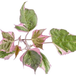 May include: A close-up of a plant stem with several green leaves edged in pink. The leaves have a textured appearance and are arranged in a natural, organic pattern. The background is plain white.