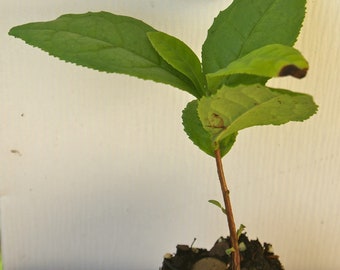 3 Green Tea Plant - Used for Matcha Powder - Camellia Sinensis - 3 (Three) Live Tea Plants