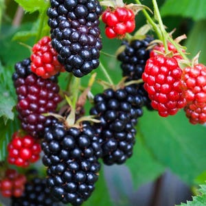 May include: Close-up of a cluster of ripe blackberries and raspberries on a green leafy vine. The blackberries are a deep, shiny black, while the raspberries are a vibrant red. The image showcases the fresh, natural produce.