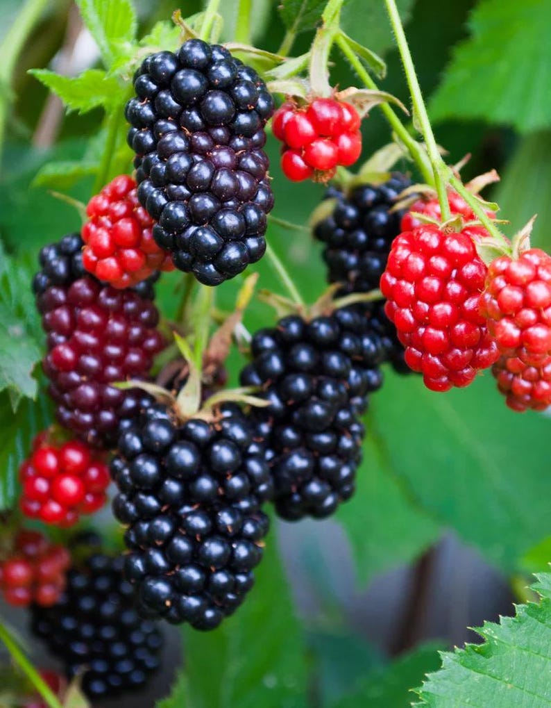 May include: Close-up of a cluster of ripe blackberries and raspberries on a green leafy vine. The blackberries are a deep, shiny black, while the raspberries are a vibrant red. The image showcases the fresh, natural produce.