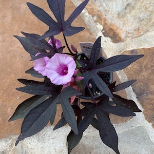 May include: A potted ornamental sweet potato vine with dark purple leaves and delicate pink flowers with a deep purple center. The plant is in a black pot, set against a stone surface.