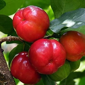 May include: Close-up of a cluster of ripe, bright red acerola cherries on a tree branch. The cherries have a glossy appearance and are surrounded by green leaves. The image highlights the vibrant color and freshness of the fruit.