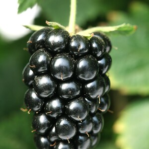 May include: A close-up of a single, ripe blackberry. The blackberry is dark purple and has a glossy finish. It is hanging from a vine and surrounded by green leaves.