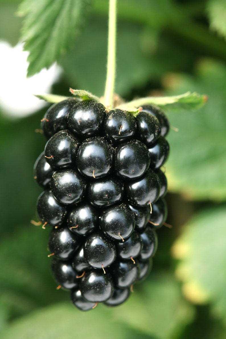 May include: A close-up of a single, ripe blackberry. The blackberry is dark purple and has a glossy finish. It is hanging from a vine and surrounded by green leaves.