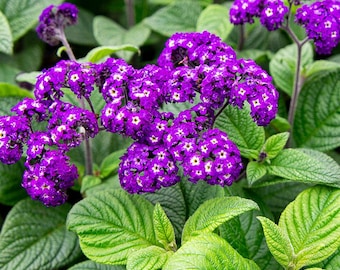 Heliotrope Fragrant Delight Live Plants (5-9