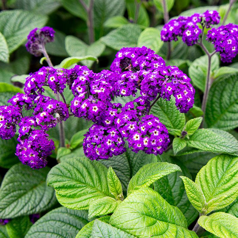 Heliotrope Fragrant Delight Live Plants (5-9
