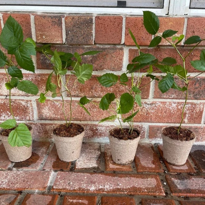 May include: Four small potted plants with green leaves growing in brown pots. The pots are sitting on a brick surface.