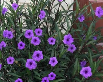 Petunia mexicana alta, paquete de 2 (dos) / 13-23 cm de alto / Plantas vivas de Ruellia Purple Showers
