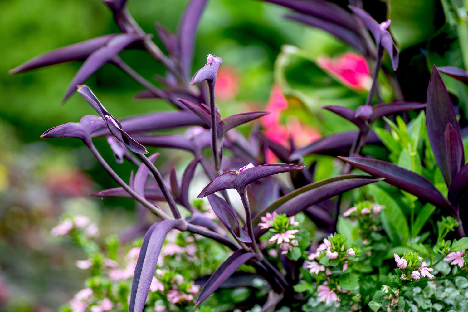 Purple Heart Setcreasea Live Plants | Pack of 2 (TWO) | 5-9