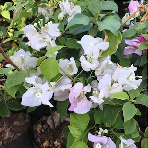 May include: Close-up of a bougainvillea plant with white and light pink bracts. The flowers are surrounded by green leaves. The image is taken from a high angle, showing the plant in full bloom. The plant is in a pot.