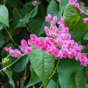 May include: Close-up of pink flowers with yellow centers, clustered on delicate stems. The flowers are surrounded by large, green leaves. The image showcases a vibrant floral arrangement, highlighting the contrast between the pink blooms and the green foliage.