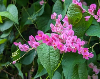 Pink Coral Vine  - Antigonon Leptopus - Pack of 2 Live Plants - Mexican Creeper - 4-6 Inches Tall - Climbing Pink Blooms - Fast Growing