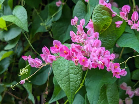 Pink Coral Vine - Antigonon Leptopus - Pack of 2 Live Plants