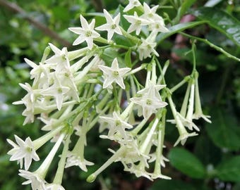 Night Blooming Jasmine (Cestrum Nocturnum) 5" Live Plants - Pack of 2 (TWO) - World's Most Fragrant Flower - Fast Growing Queen of the Night