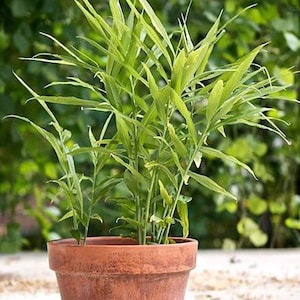 Ginger Plant Live - Organic Live Ginger Starter Plant - Ginger Root Plant - Zingiber officinale - Organic Ginger Plants For Planting