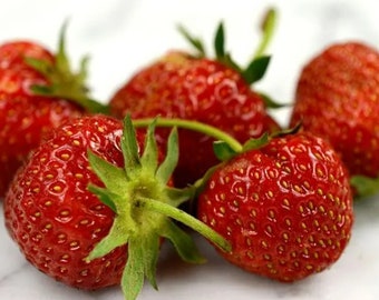 Strawberry Plant - Old North Sea Strawberry - Heirloom Sweet Strawberry - Strawberry Plants Live For Planting - Fruit Trees