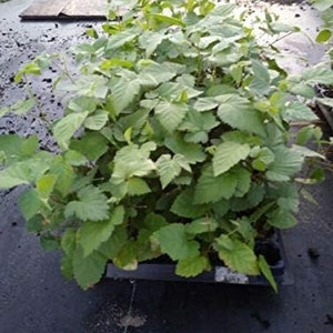 May include: A close-up of a tray of green raspberry plants. The plants are in a black tray and are ready to be planted in the garden.